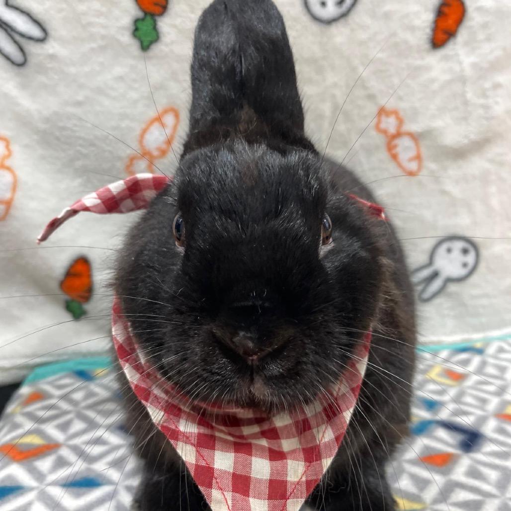 Nick 2.0, a Adoptable Bunny Rabbit in Puslinch, ON image 1/6