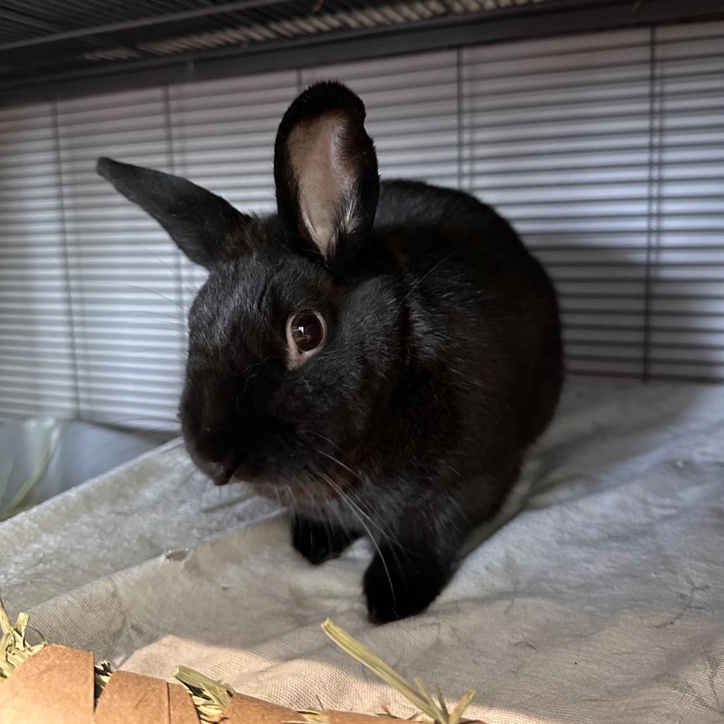 Nick 2.0, Adoptable, Adult Male Bunny Rabbit.