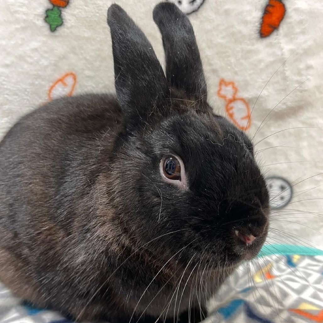 Nick 2.0, a Adoptable Bunny Rabbit in Puslinch, ON image 2/6
