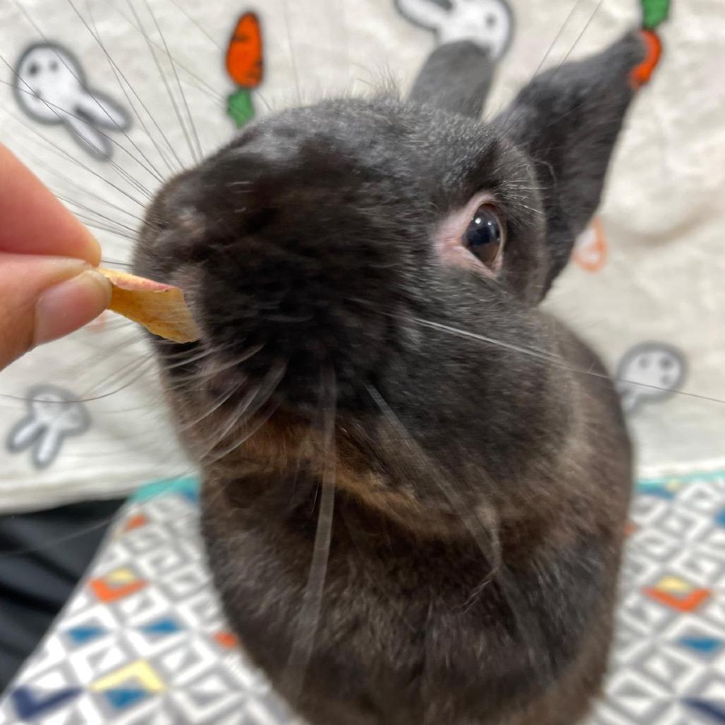 Nick 2.0, a Adoptable Bunny Rabbit in Puslinch, ON image 4/6