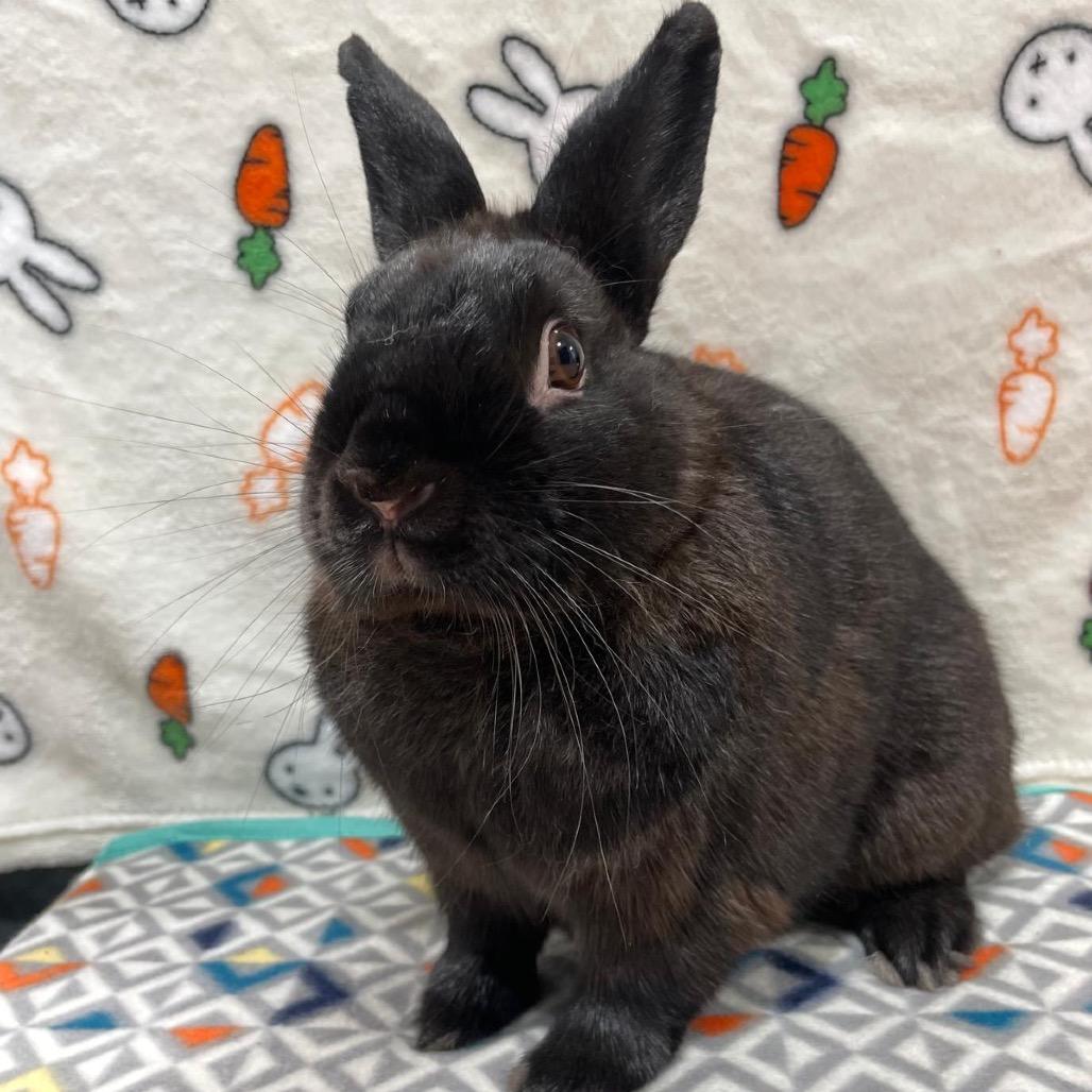 Nick 2.0, a Adoptable Bunny Rabbit in Puslinch, ON image 3/6