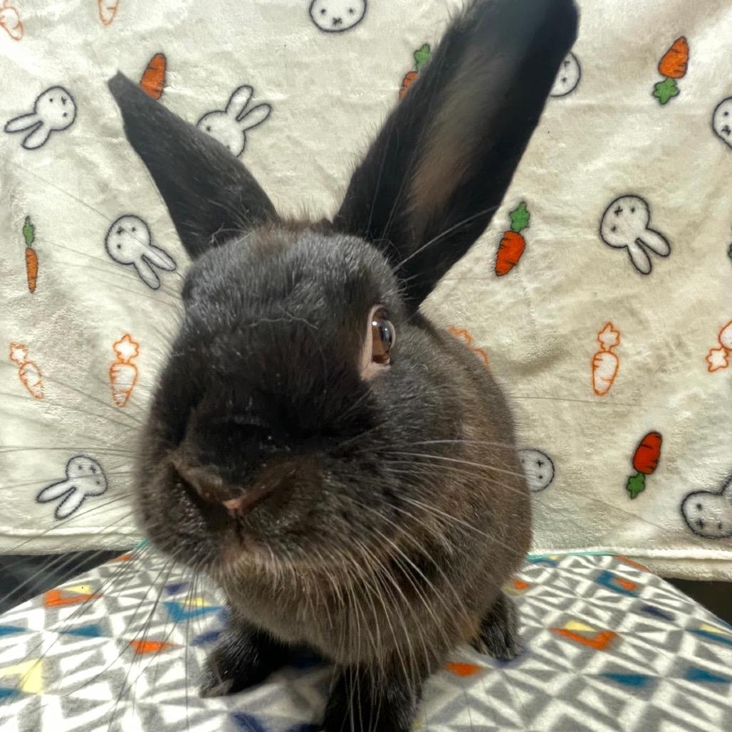 Nick 2.0, a Adoptable Bunny Rabbit in Puslinch, ON image 6/6