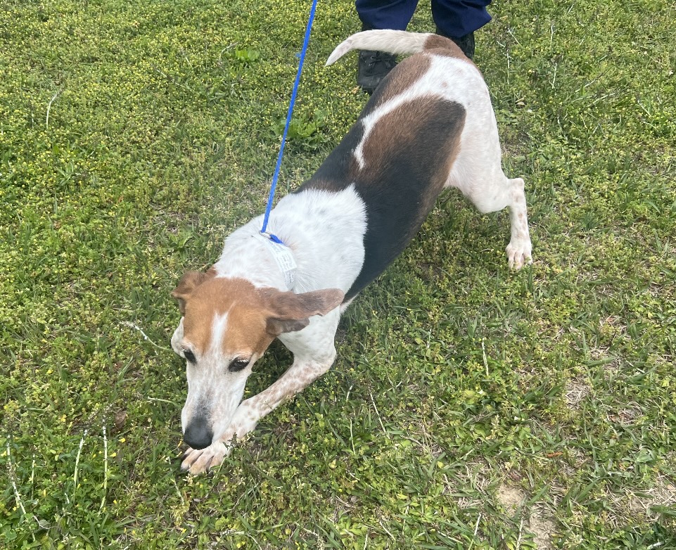 Dog for adoption Harper (Super Sweet Senior needs Hound HeroAll our adoptions are 50 for May Dog for adoption Harper (Super Sweet Senior needs Hound HeroAll our adoptions are 50 for May