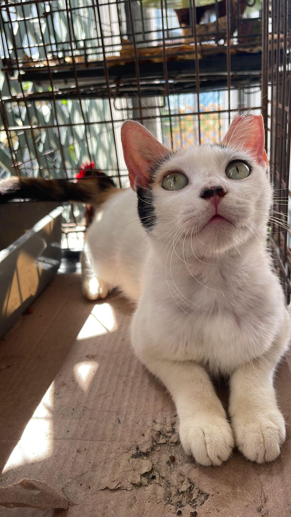 Mimosa, a Adoptable mixed breed image 1/3