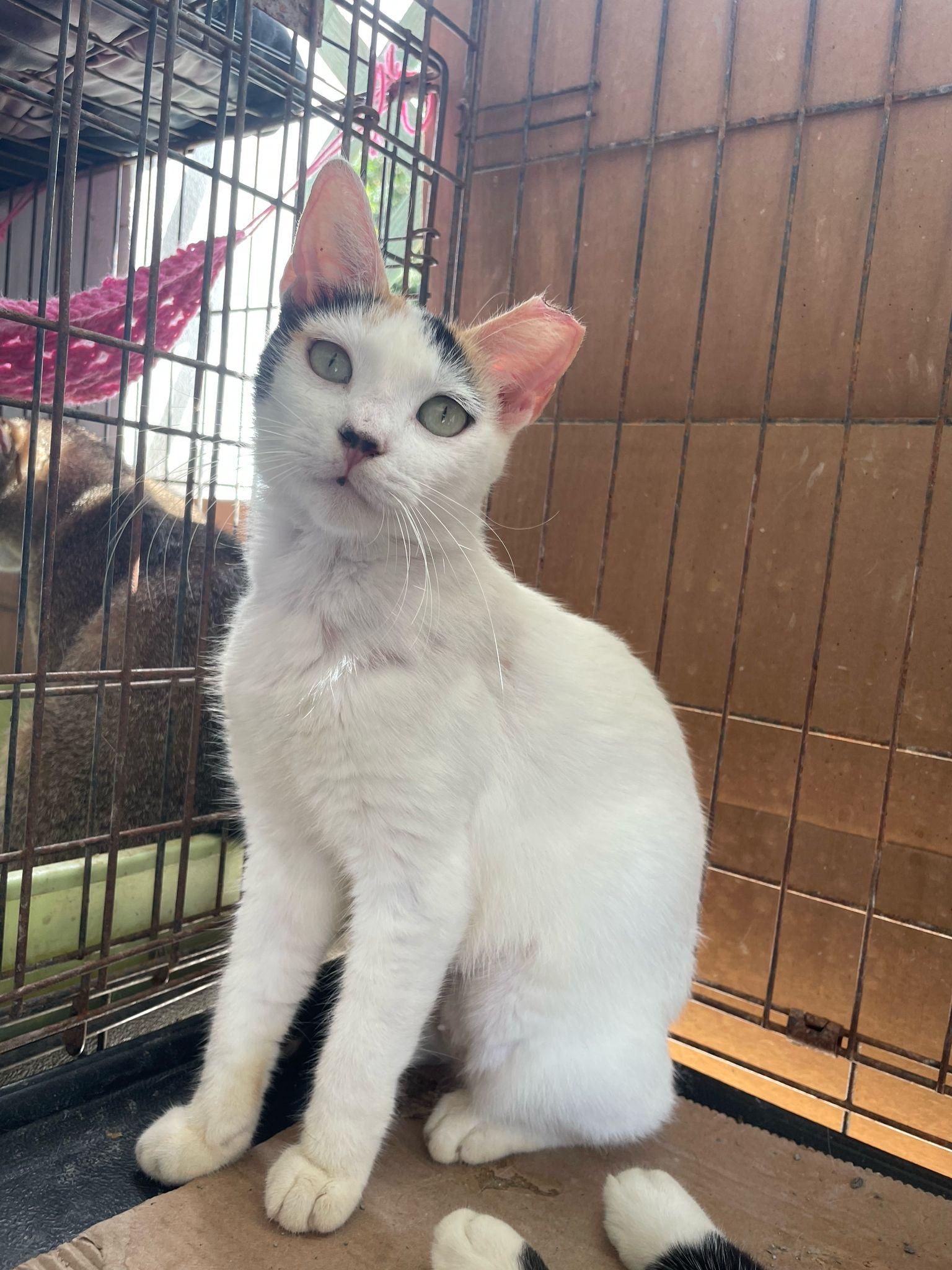 Mimosa, a Adoptable mixed breed image 2/3