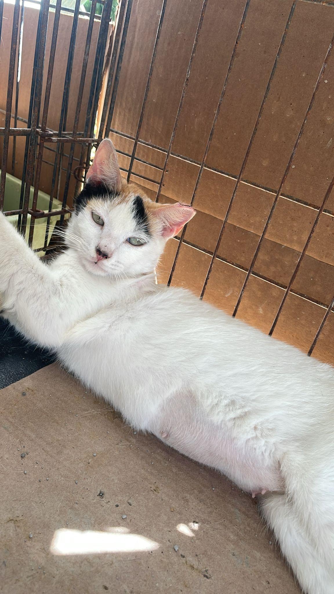 Mimosa, a Adoptable mixed breed image 3/3