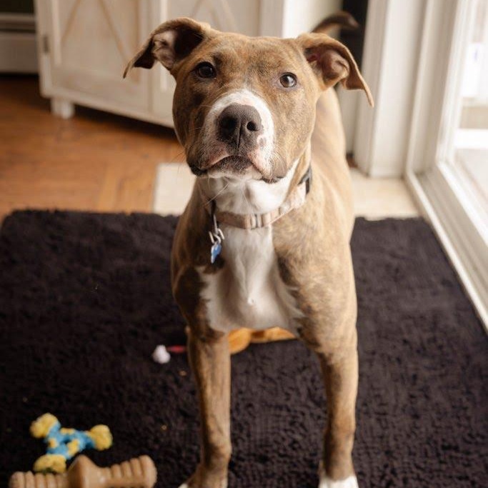 Penelope, Adoptable, Puppy Female Mixed Breed.