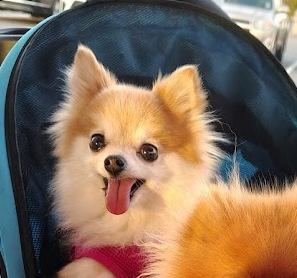 Enlarge Annie, a ADOPTABLE Pomeranian in Roseville, CA image 1/2