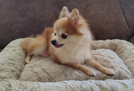 Enlarge Annie, a ADOPTABLE Pomeranian in Roseville, CA image 2/2