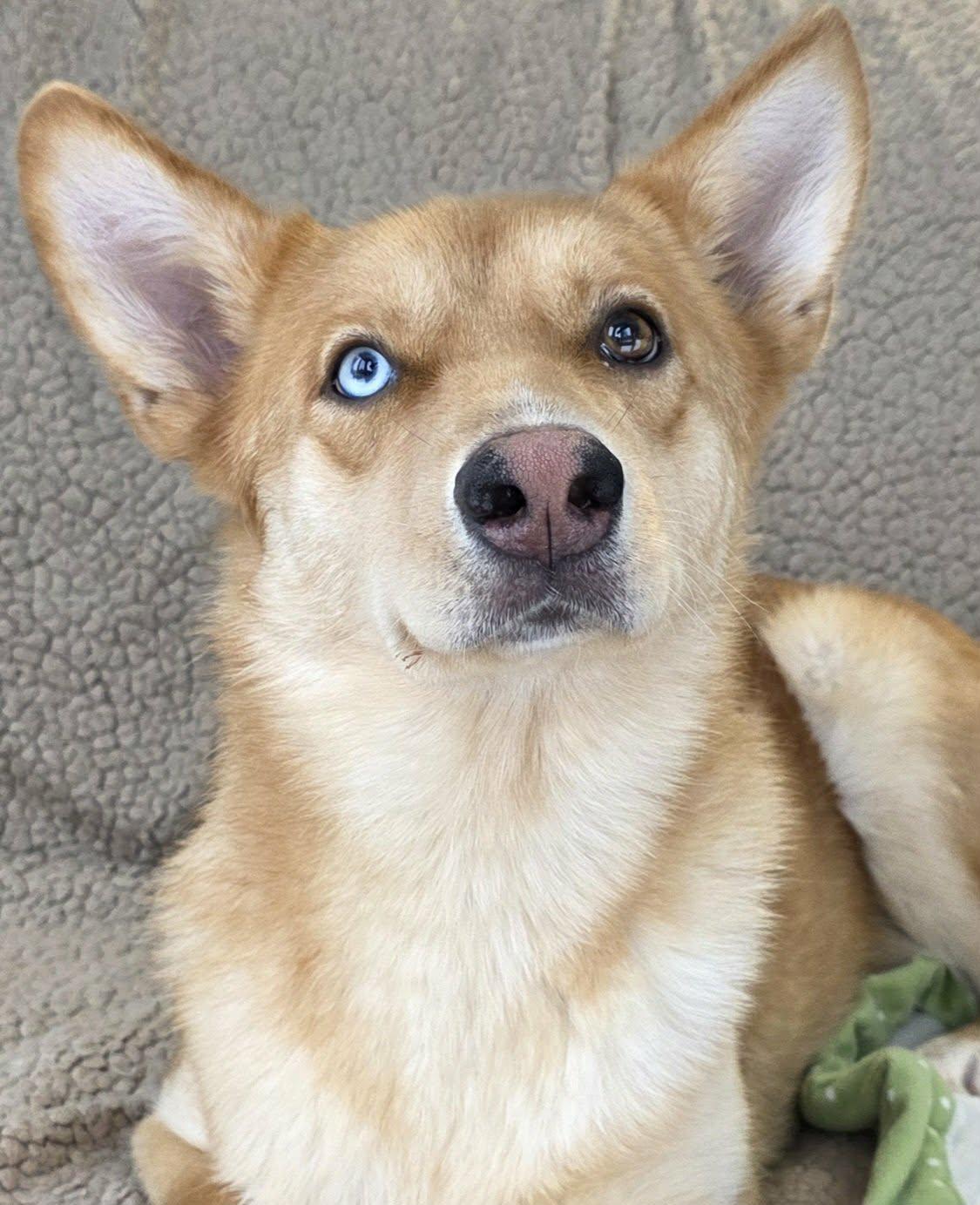 Enlarge Fanny, a Adoptable mixed breed in Cuba, NY image 1/3