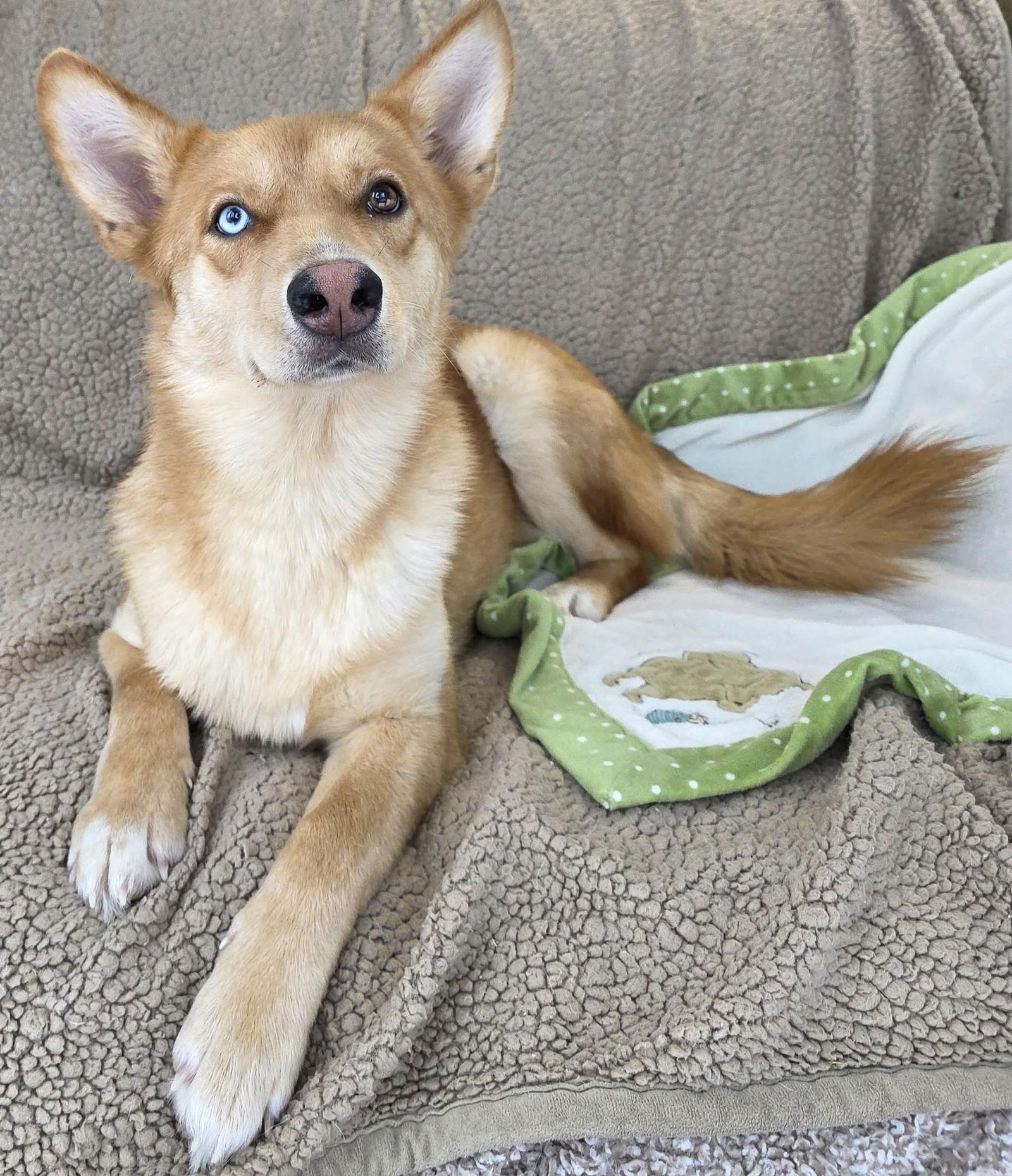 Enlarge Fanny, a Adoptable mixed breed in Cuba, NY image 2/3