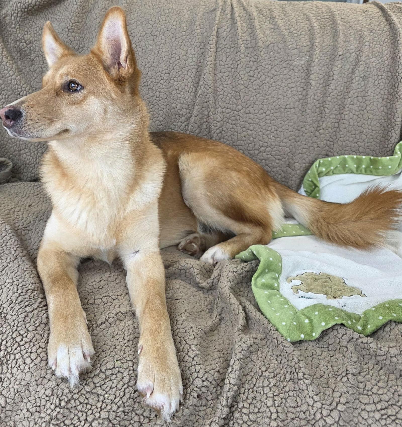 Enlarge Fanny, a Adoptable mixed breed in Cuba, NY image 3/3