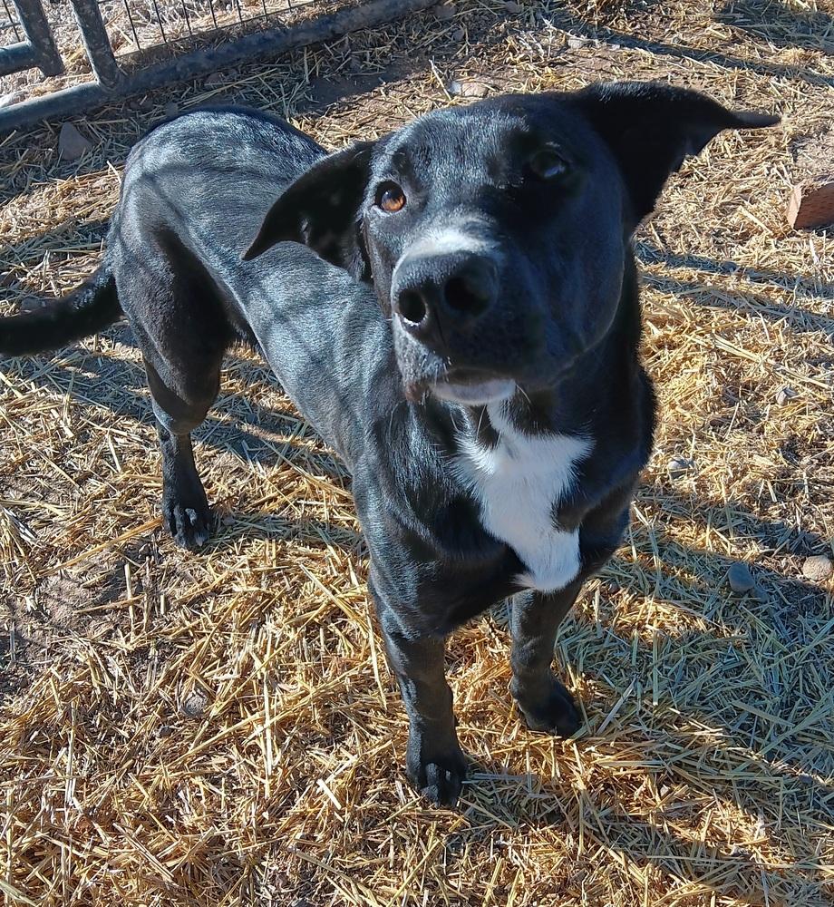 Enlarge Bandit, a Adoptable mixed breed in Challis, ID image 1/4