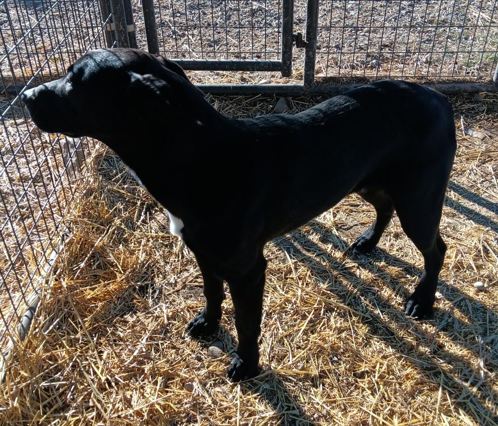 Enlarge Bandit, a Adoptable mixed breed in Challis, ID image 2/4