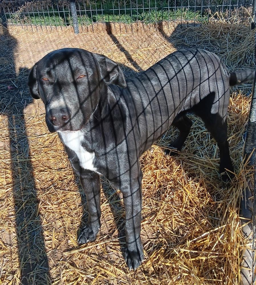 Enlarge Bandit, a Adoptable mixed breed in Challis, ID image 3/4