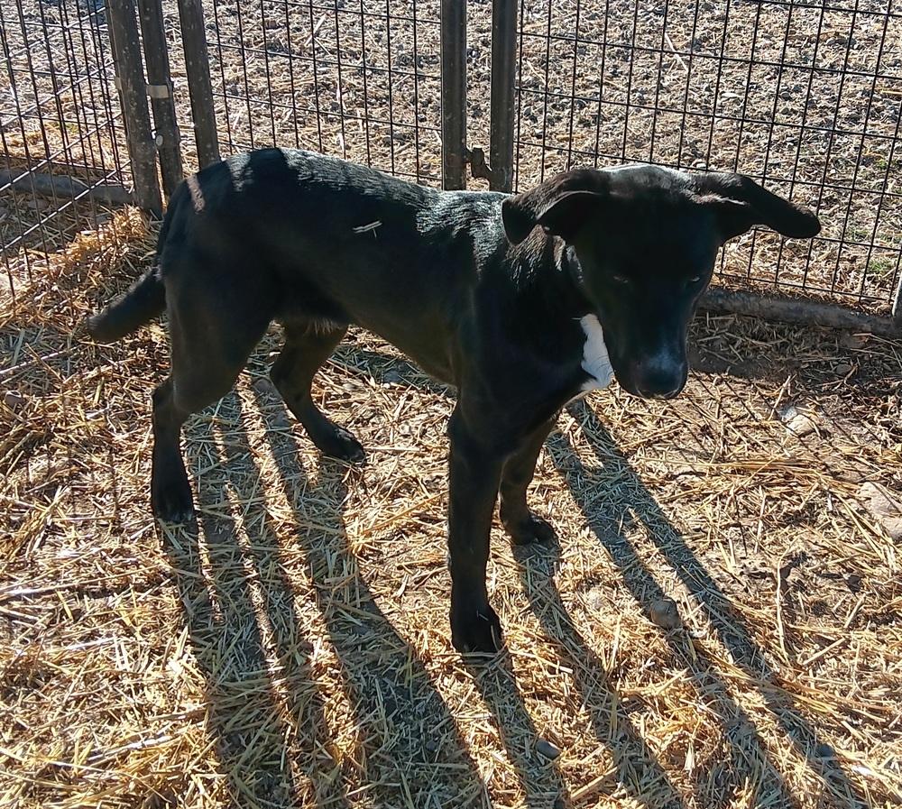 Enlarge Bandit, a Adoptable mixed breed in Challis, ID image 4/4