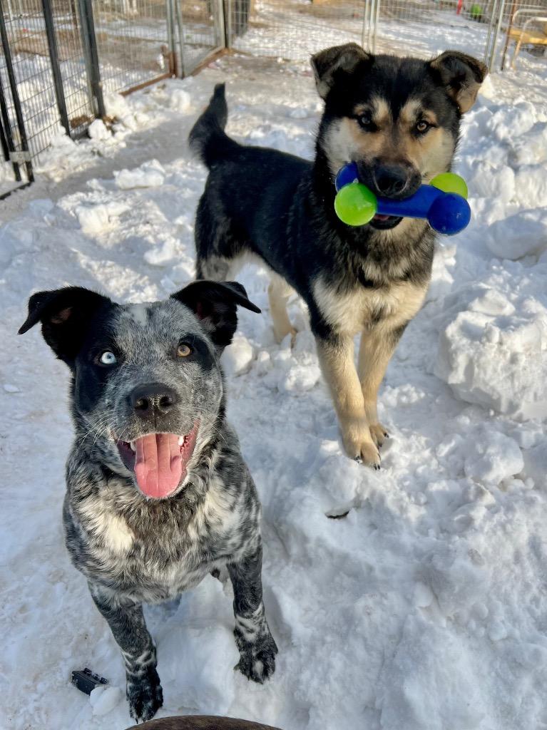 Johnny, Adoptable, Young Male Cattle Dog.