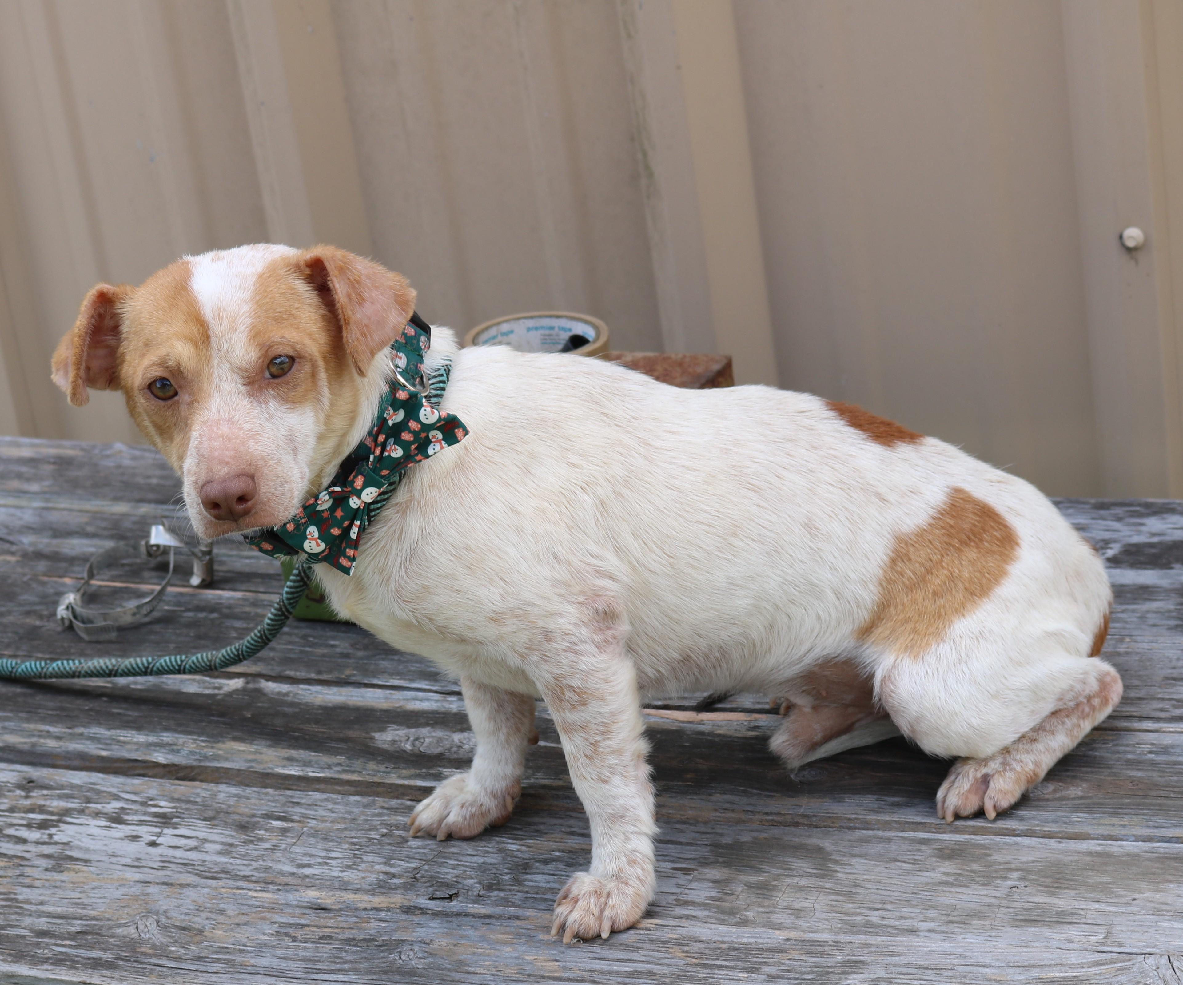 Arty, ADOPTABLE, Young Male Dachshund & Parson Russell Terrier.