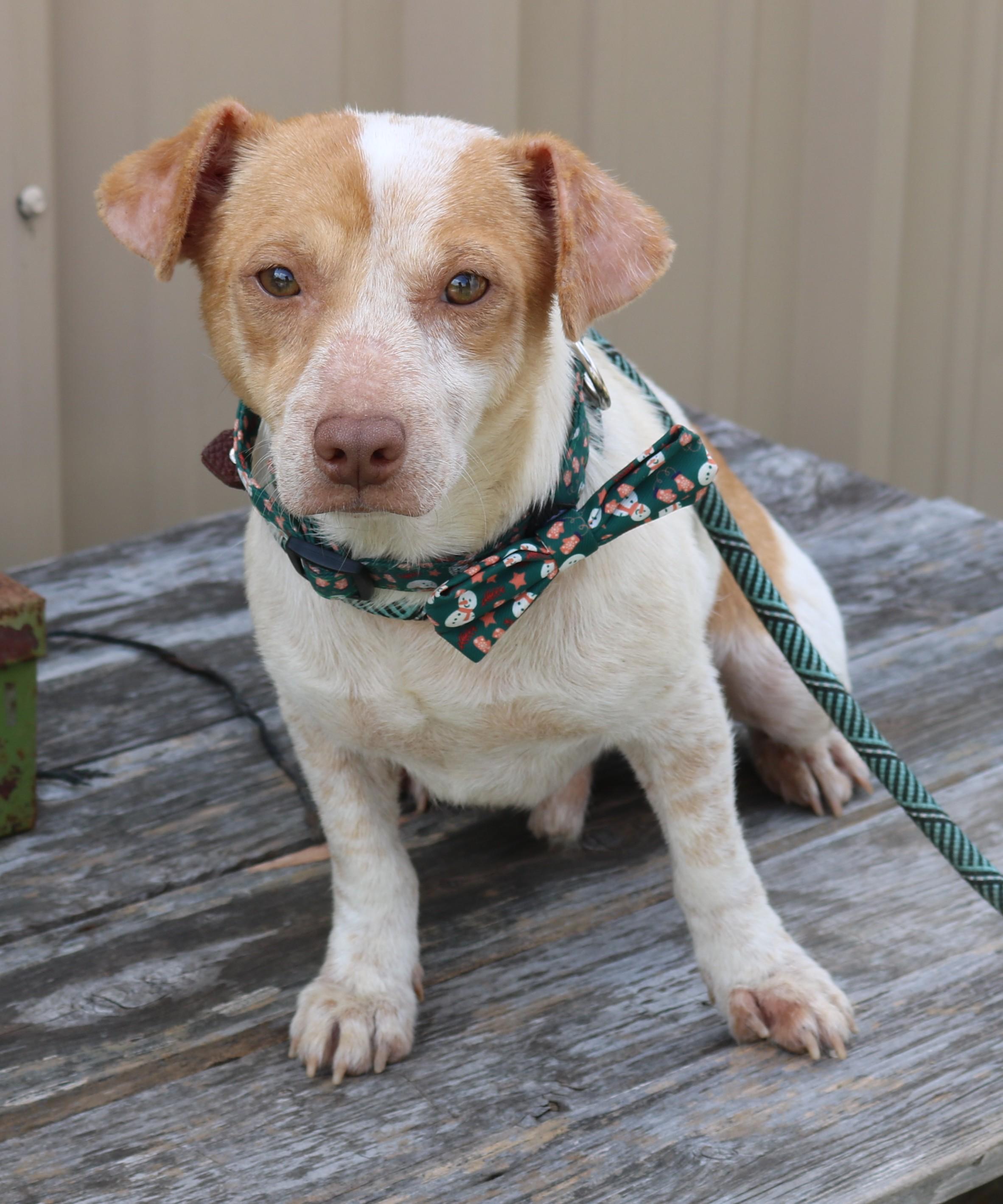 Enlarge Arty, a ADOPTABLE mixed breed in Bandera, TX image 5/5