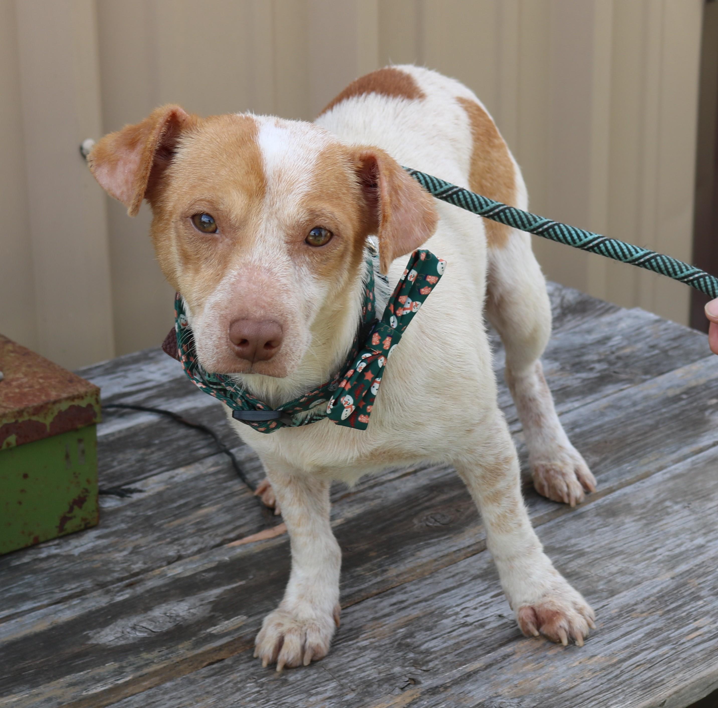 Enlarge Arty, a ADOPTABLE mixed breed in Bandera, TX image 4/5