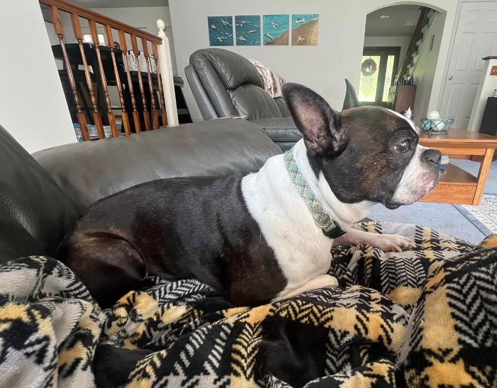 Yoda, a ADOPTABLE Boston Terrier in Milton, FL image 4/6