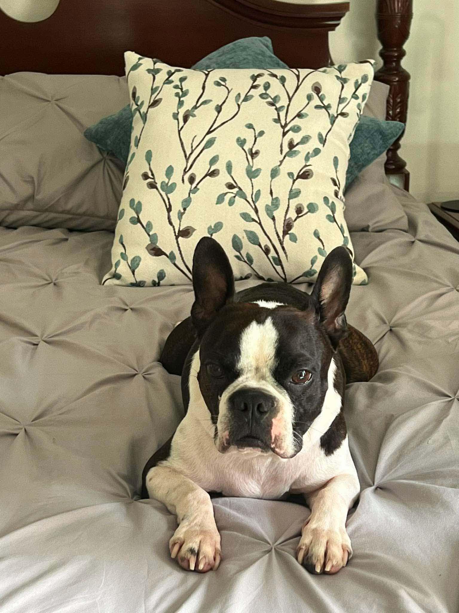 Yoda, a ADOPTABLE Boston Terrier in Milton, FL image 6/6