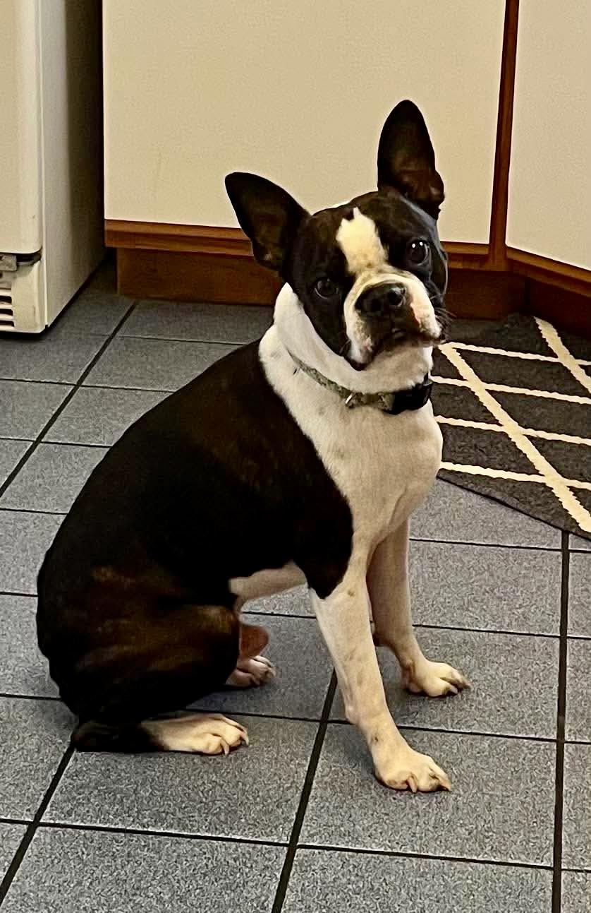 Yoda, a ADOPTABLE Boston Terrier in Milton, FL image 5/6