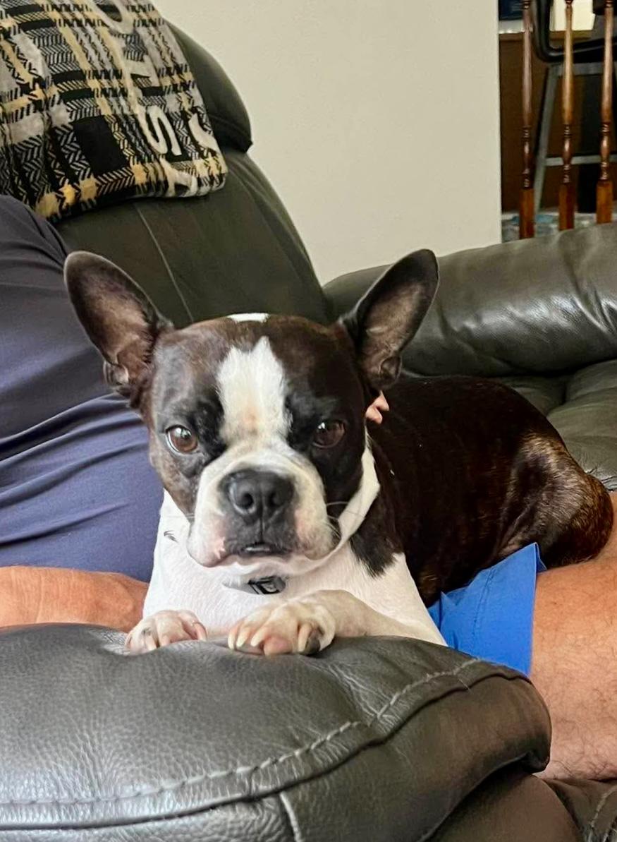 Yoda, a ADOPTABLE Boston Terrier in Milton, FL image 2/6