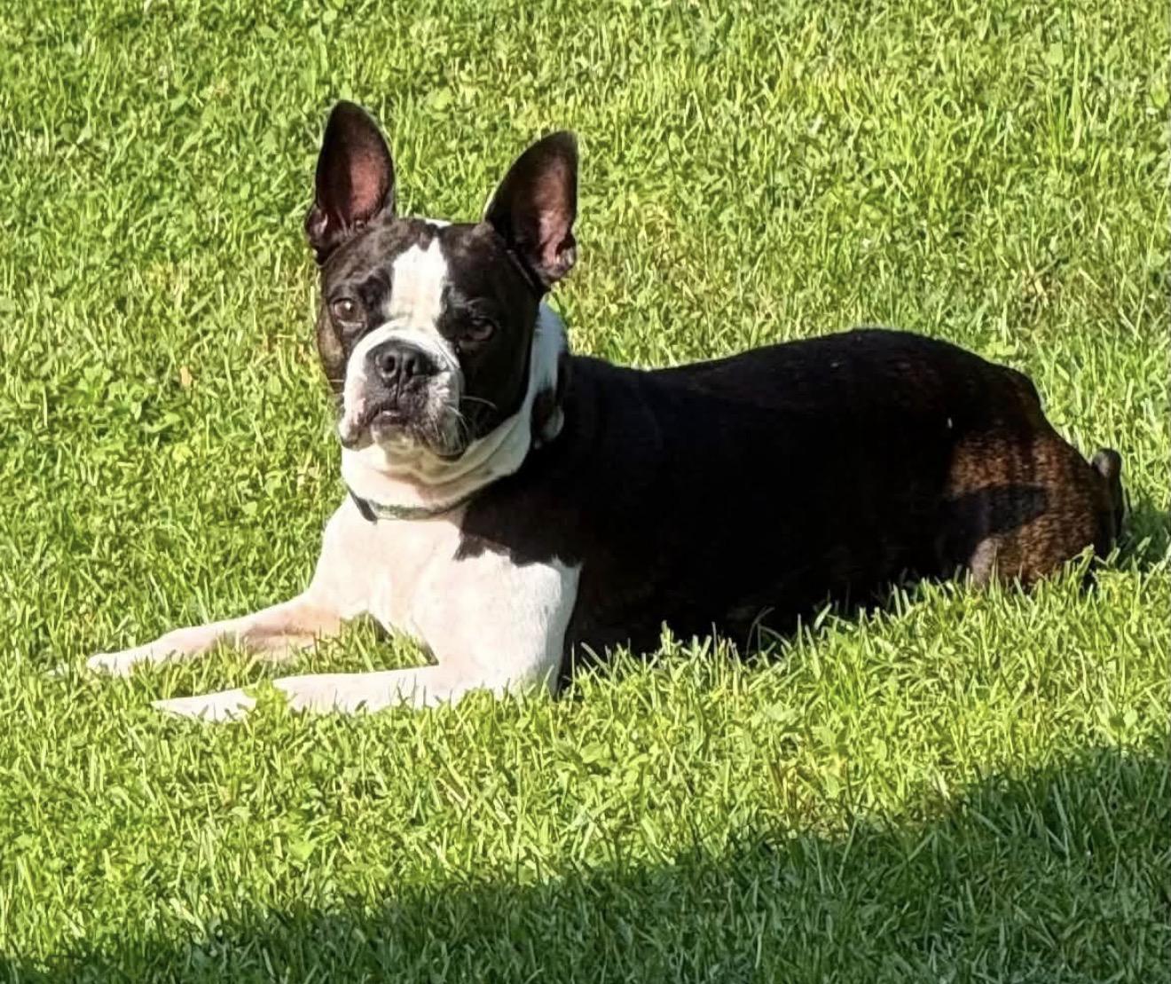 Yoda, ADOPTABLE, Adult Male Boston Terrier.