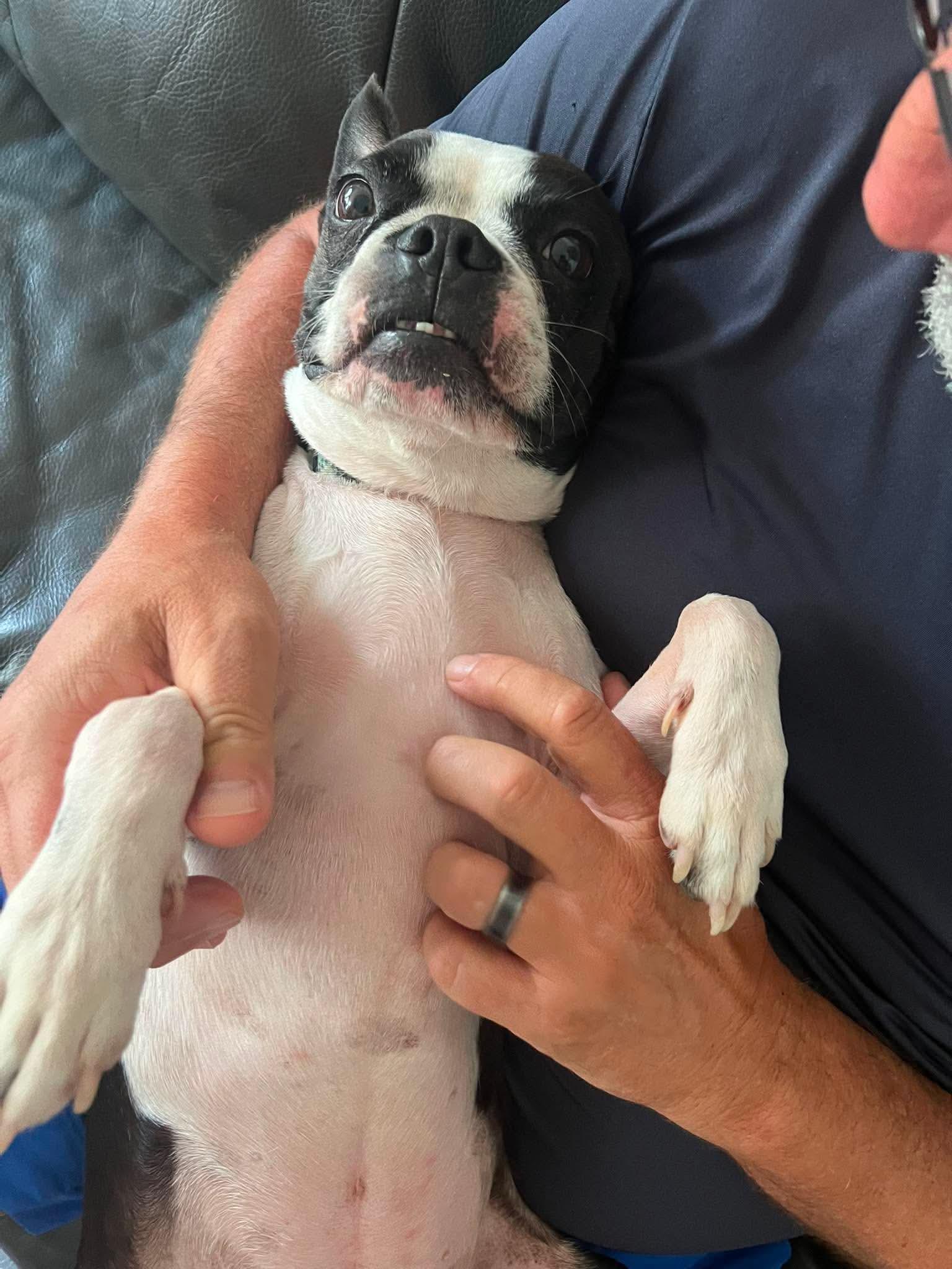 Yoda, a ADOPTABLE Boston Terrier in Milton, FL image 3/6