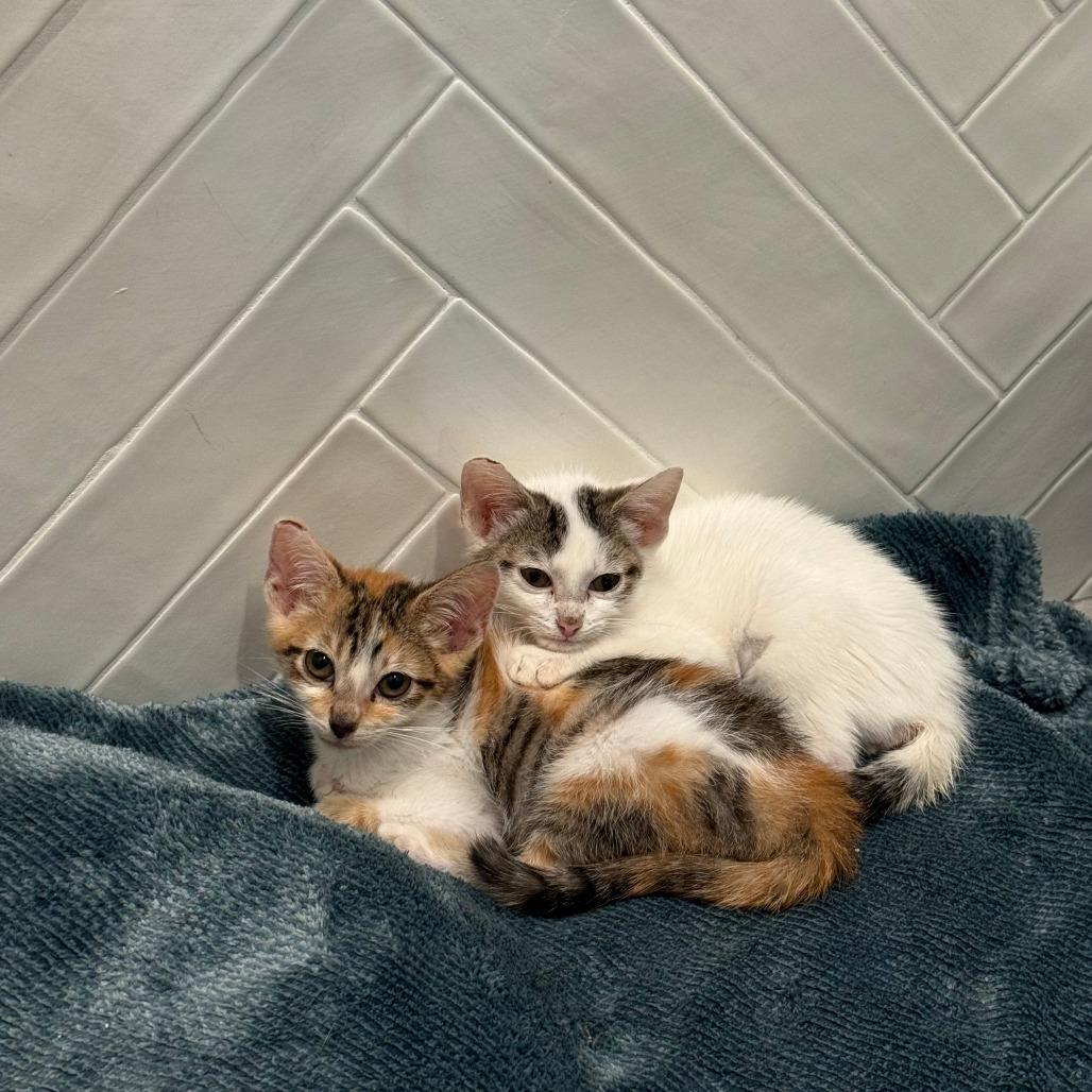 Churu, Adoptable, Young Female Domestic Short Hair.