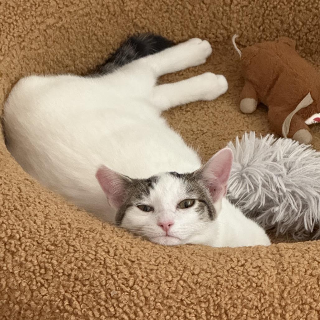 Enlarge Churu, a Adoptable Domestic Short Hair in Los Angeles, CA image 2/6