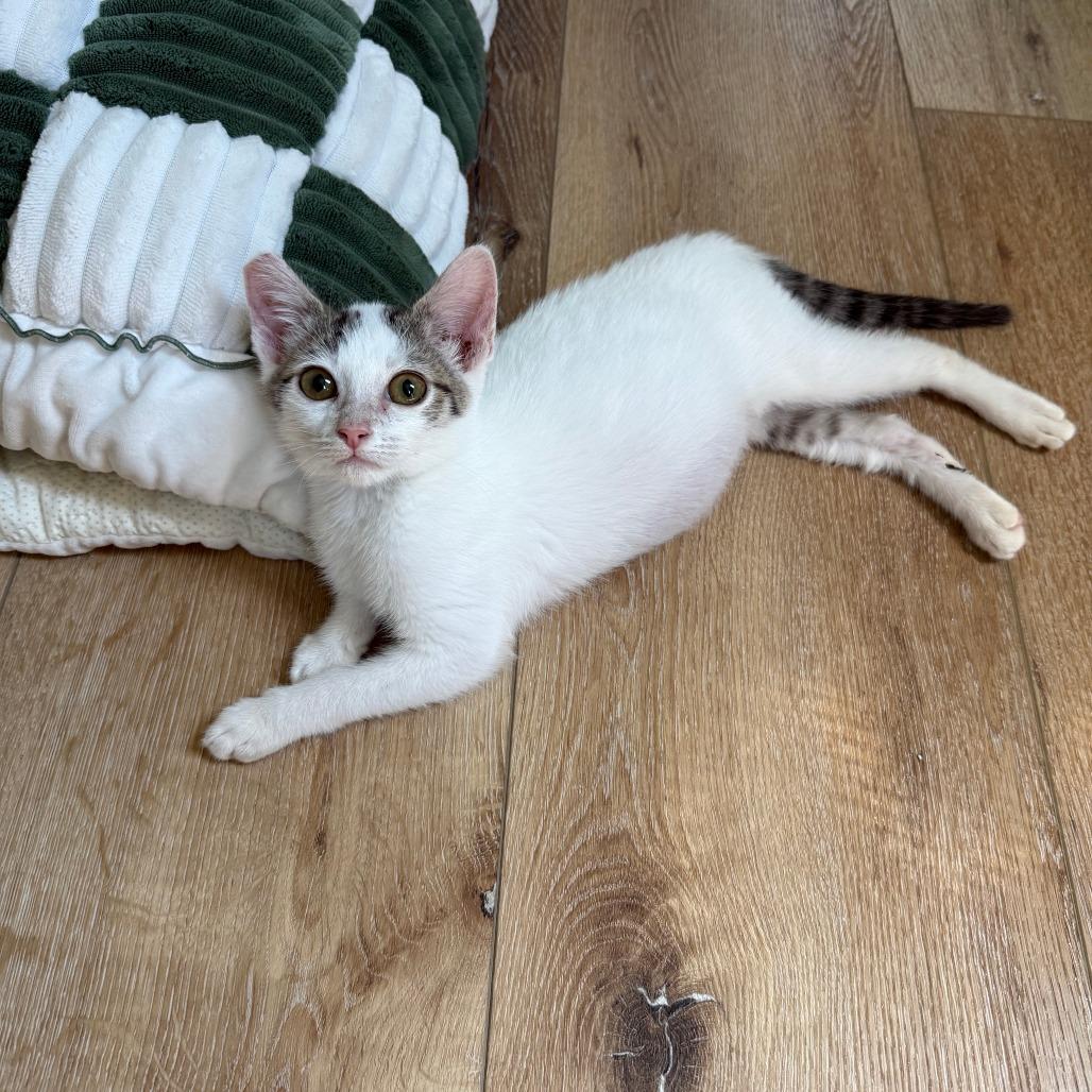 Enlarge Churu, a Adoptable Domestic Short Hair in Los Angeles, CA image 3/6