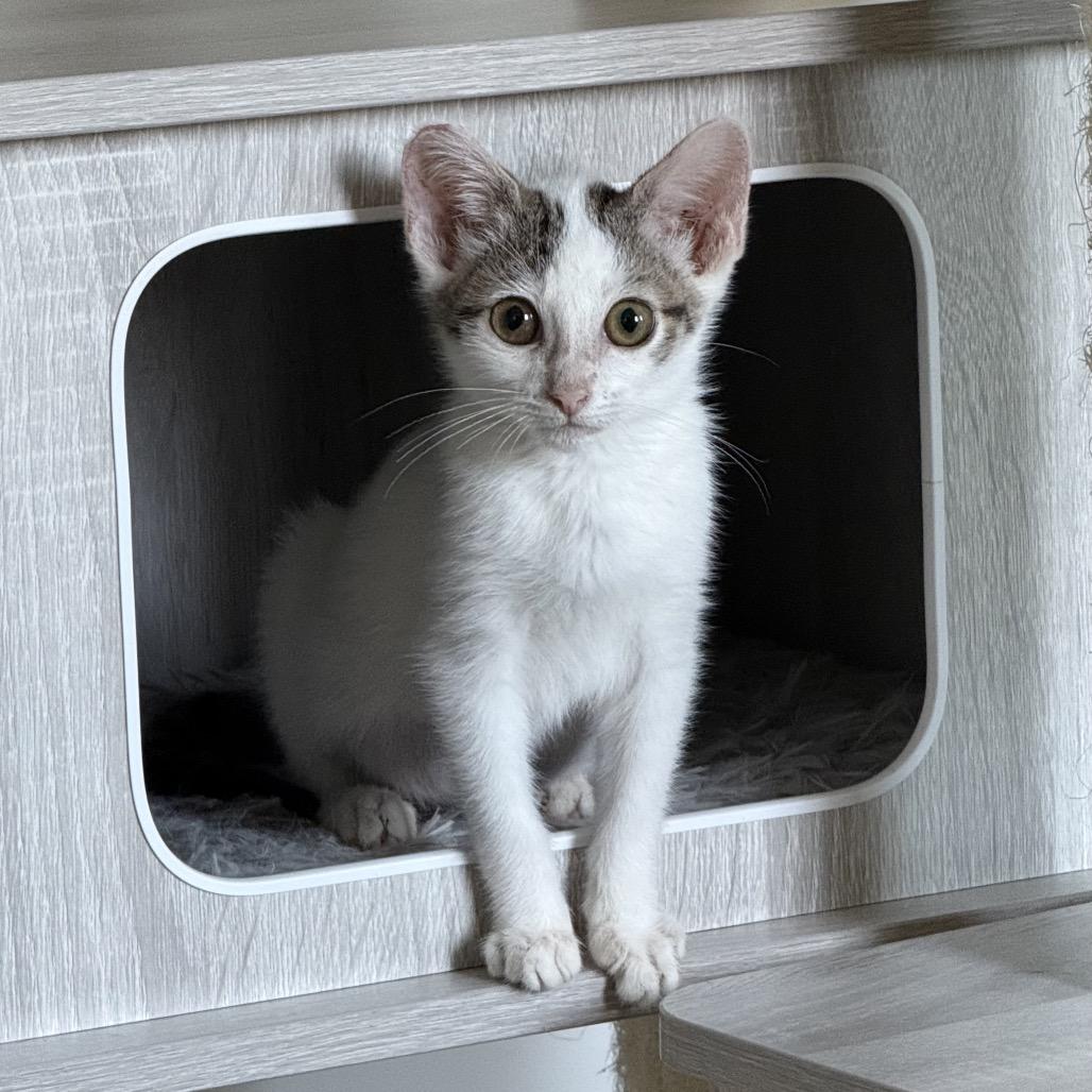 Enlarge Churu, a Adoptable Domestic Short Hair in Los Angeles, CA image 5/6