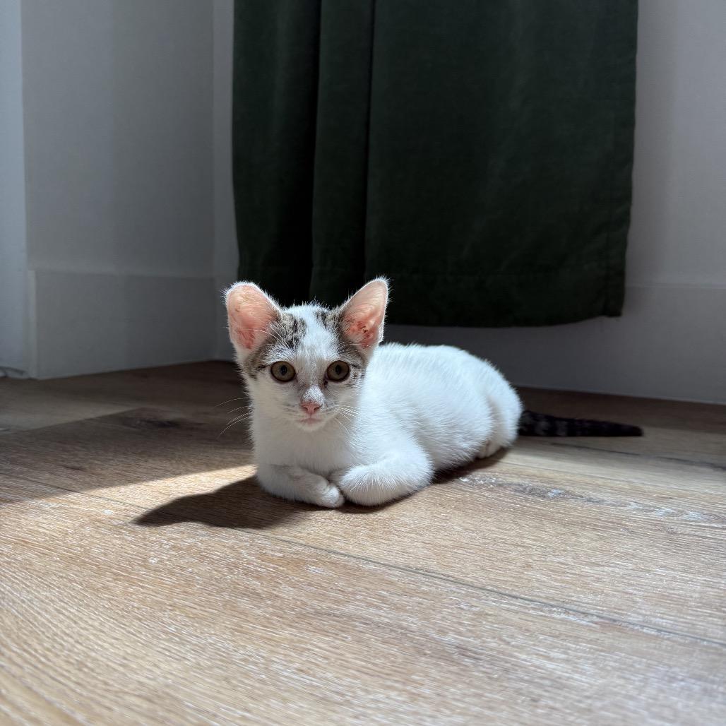 Enlarge Churu, a Adoptable Domestic Short Hair in Los Angeles, CA image 6/6