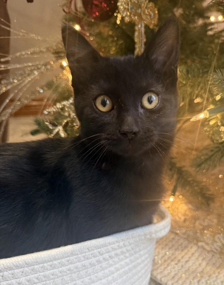 Onyx (25-234 C), a Adoptable Domestic Short Hair in Lansing, MI image 1/6