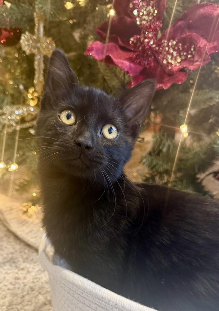 Onyx (25-234 C), a Adoptable Domestic Short Hair in Lansing, MI image 2/6