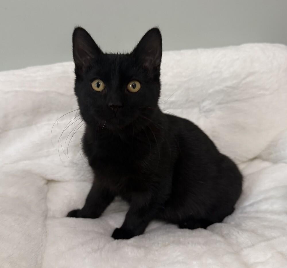 Onyx (25-234 C), a Adoptable Domestic Short Hair in Lansing, MI image 4/6