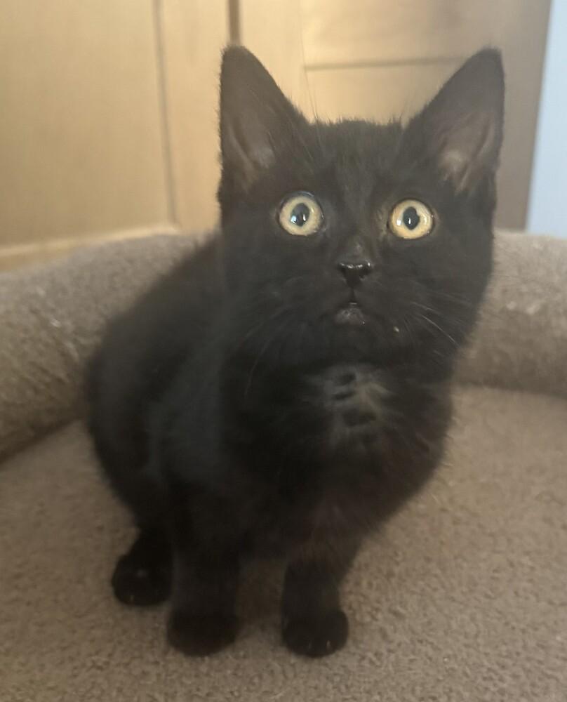 Onyx (25-234 C), a Adoptable Domestic Short Hair in Lansing, MI image 5/6