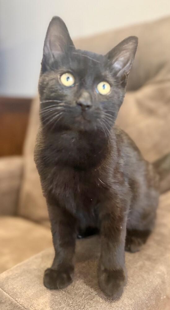 Onyx (25-234 C), a Adoptable Domestic Short Hair in Lansing, MI image 6/6