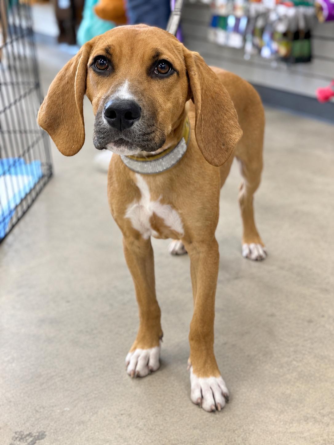 Enlarge Sunshyne, a Adoptable Hound in Hillside, IL image 1/3