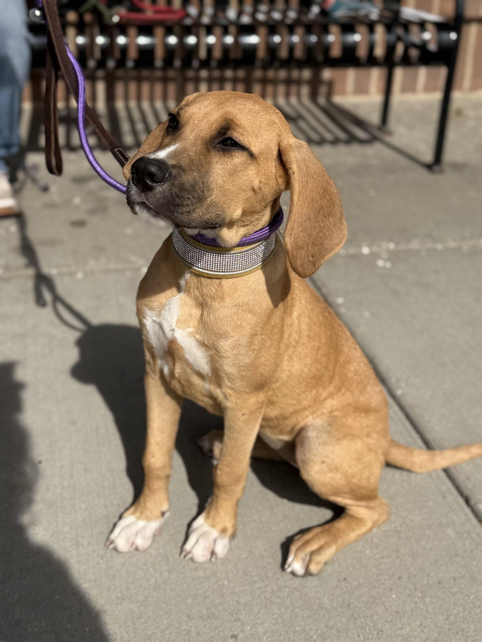 Enlarge Sunshyne, a Adoptable Hound in Hillside, IL image 2/3