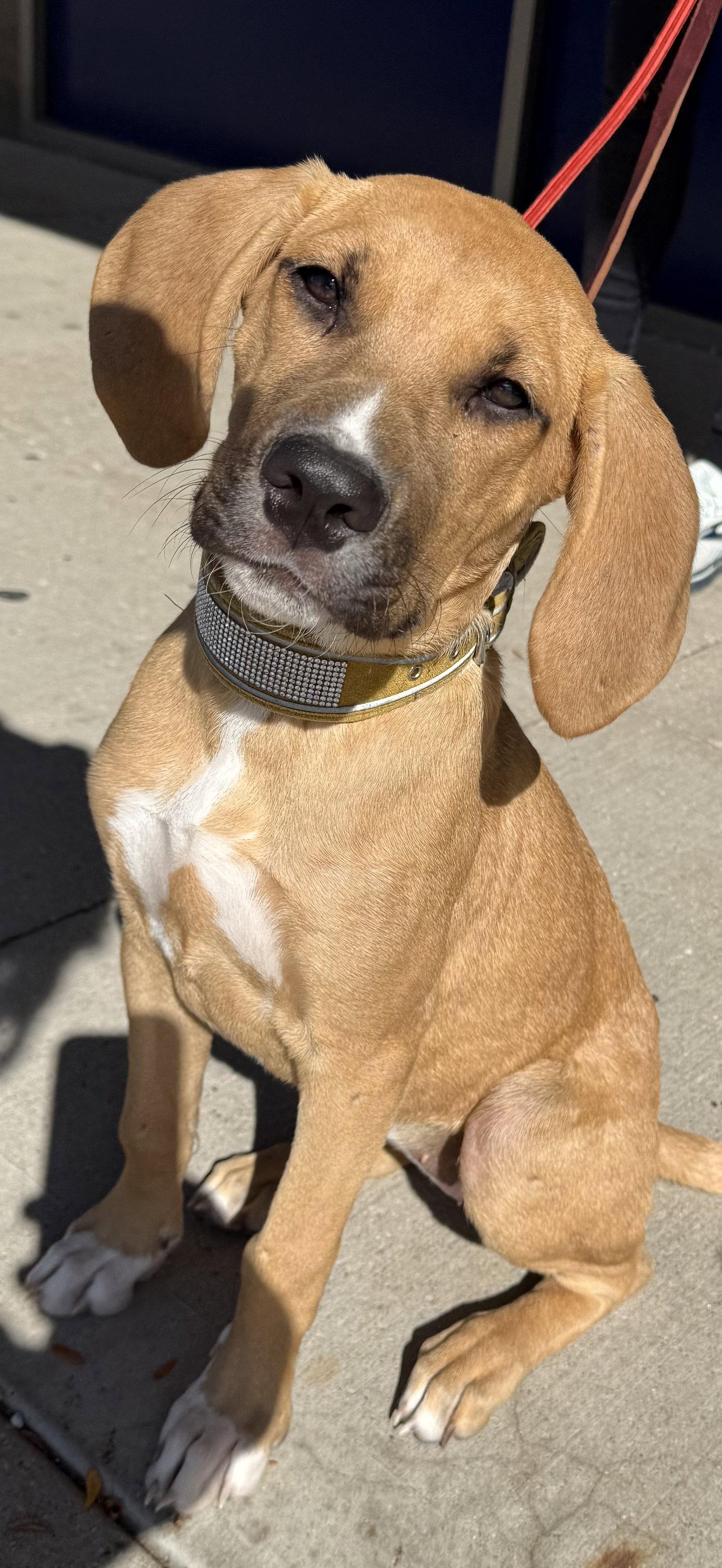 Enlarge Sunshyne, a Adoptable Hound in Hillside, IL image 3/3