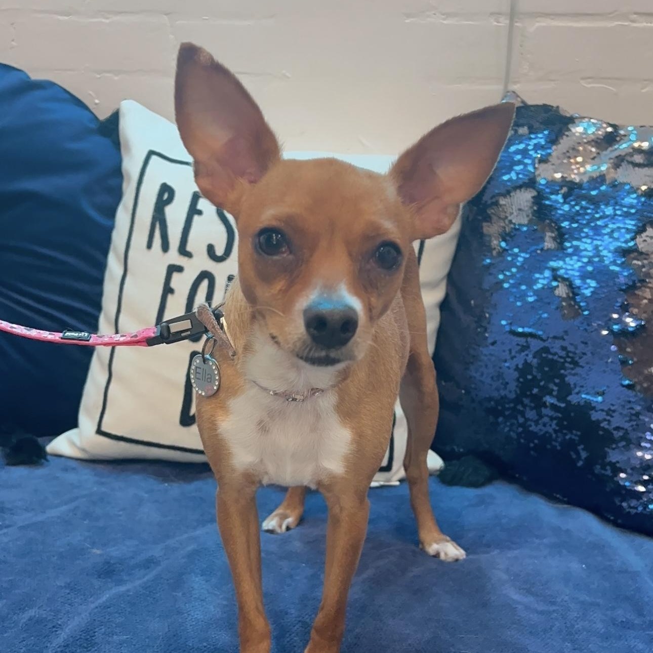 Ella, Young Female Chihuahua