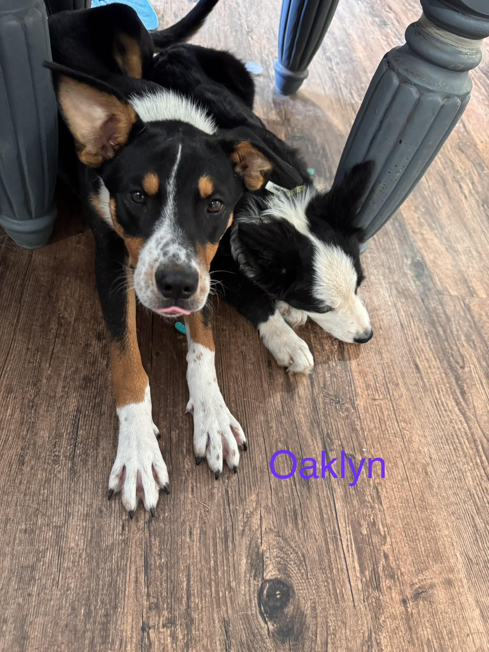Enlarge Oaklyn, a Adoptable mixed breed in Welling, OK image 1/2