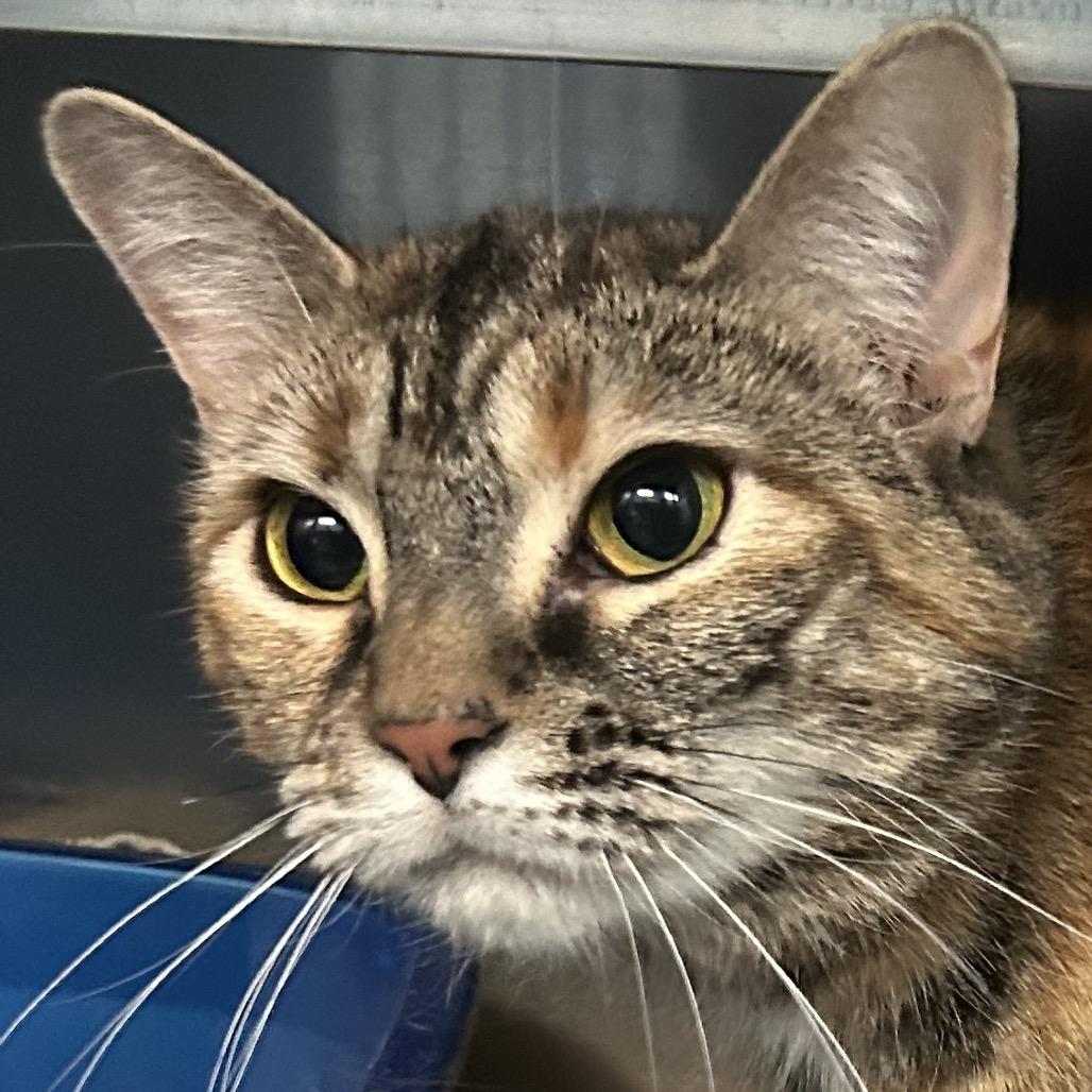 Felicity, Adoptable, Adult Female Domestic Short Hair.