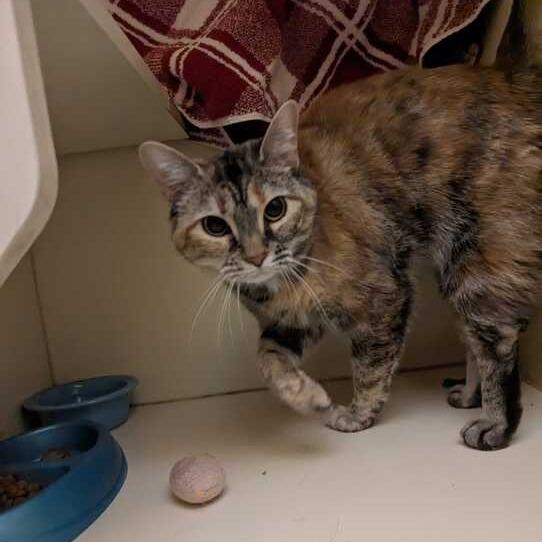 Felicity — thumbnail 2