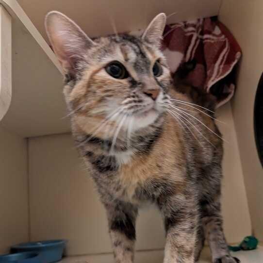 Felicity — thumbnail 3