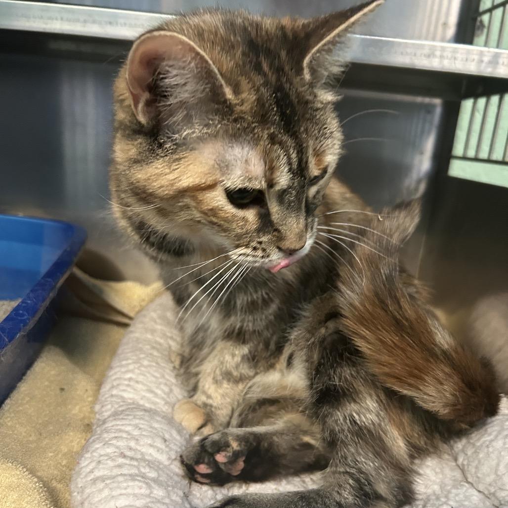 Felicity — thumbnail 4