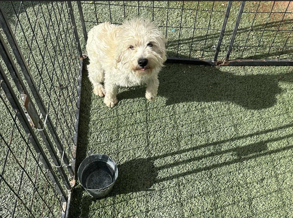 Enlarge Llama Adopted, a Adopted Terrier in Cranston, RI image 1/3